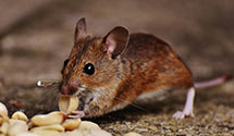 24 Hour & Emergency Exterminators in Dabob, WA
